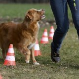 Les députés valaisans veulent introduire un test à la fin des cours obligatoires pour les détenteurs de chiens (image d'illustration). KEYSTONE/ANTHONY ANEX